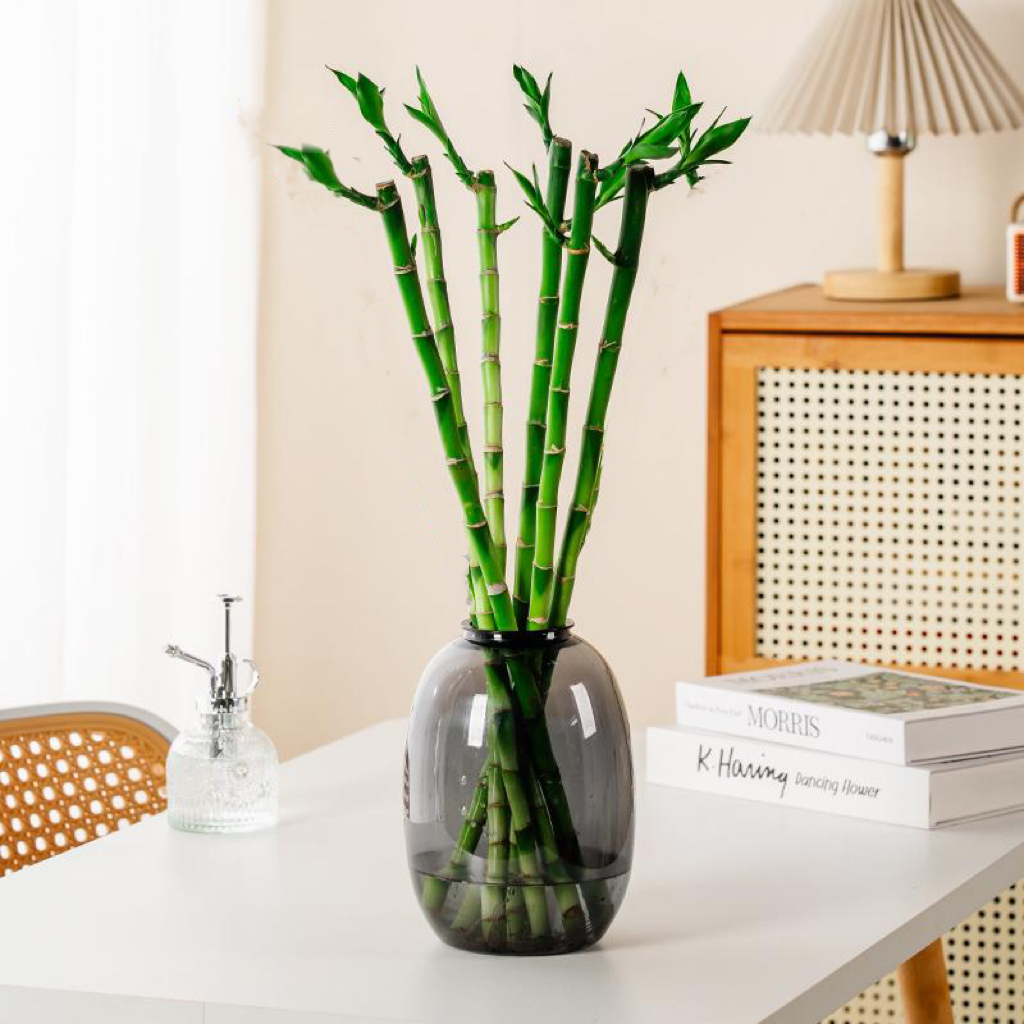 【花伴水】水培文昌龙竹开运竹富贵竹学习桌室内绿植好养