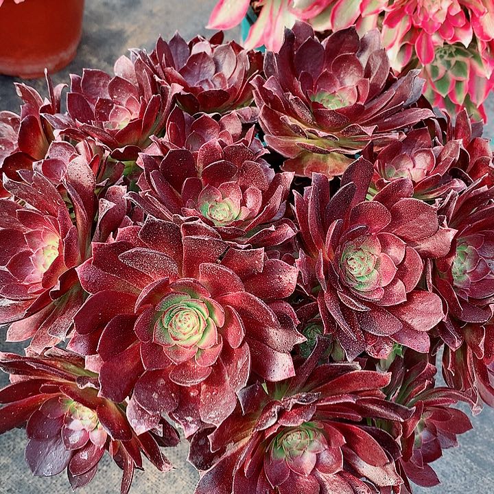 赤艳莲法师多图片植物