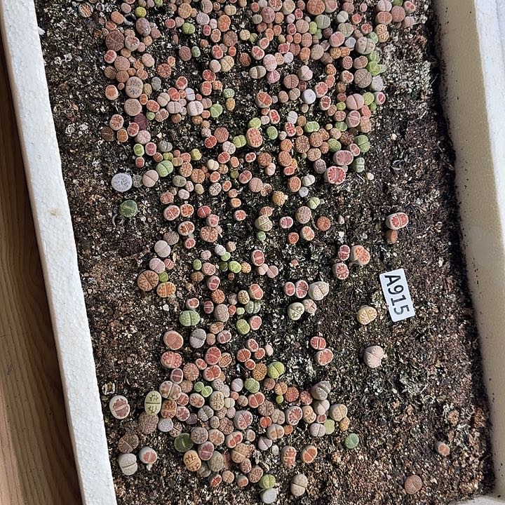 生915石花整筐脱土发货