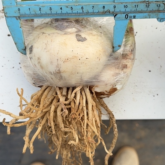 花孔雀开花大球9厘米带2大侧