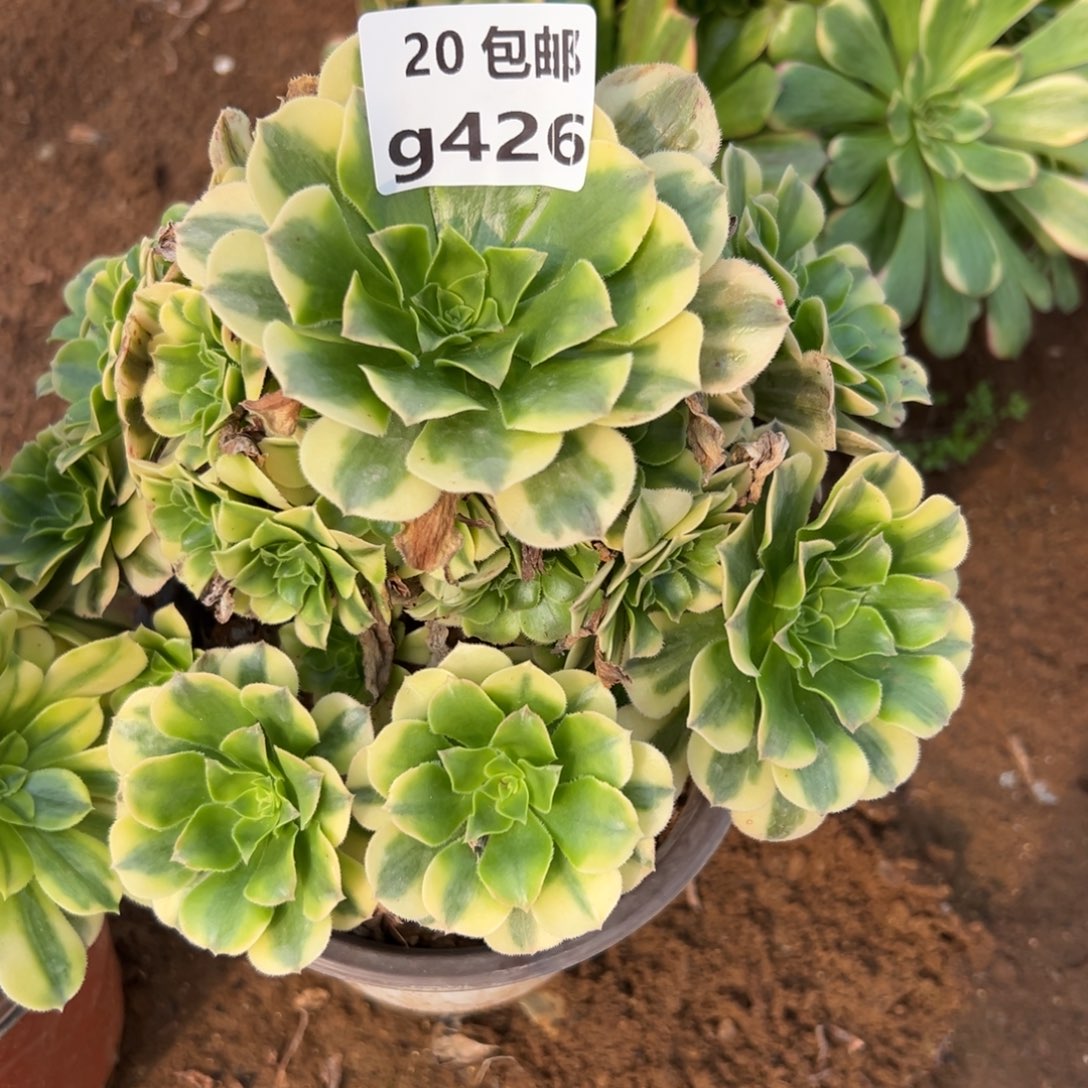 426金丝，满20包邮