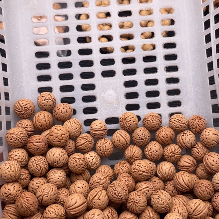 核桃手串/手链散发100元优惠活动