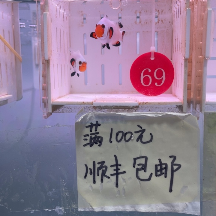 海水鱼厘米白金一对4-5