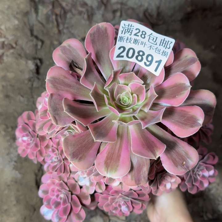 20891南美杜莎多肉植物