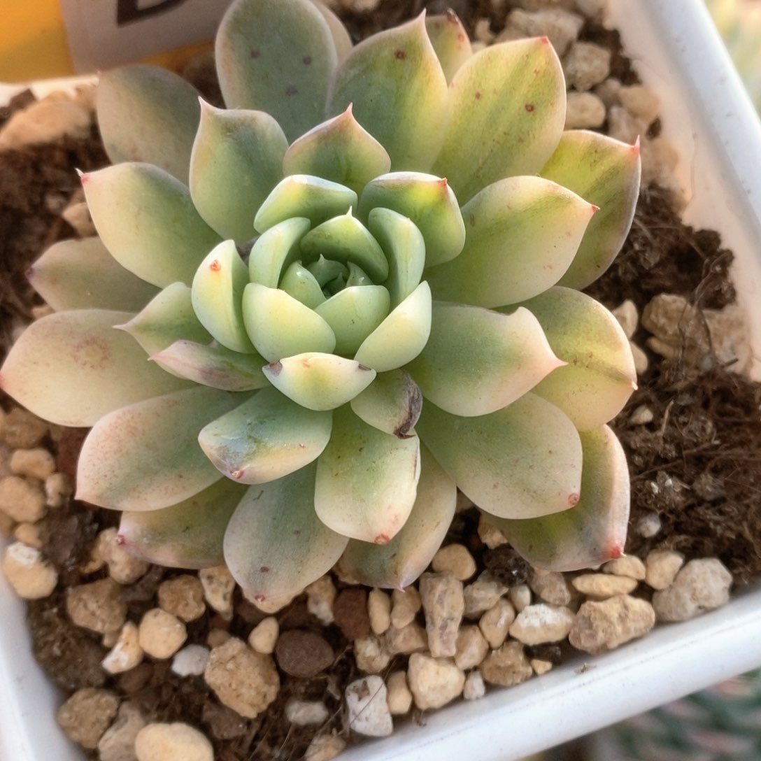 229不知名杂锦锦锦锦锦锦锦