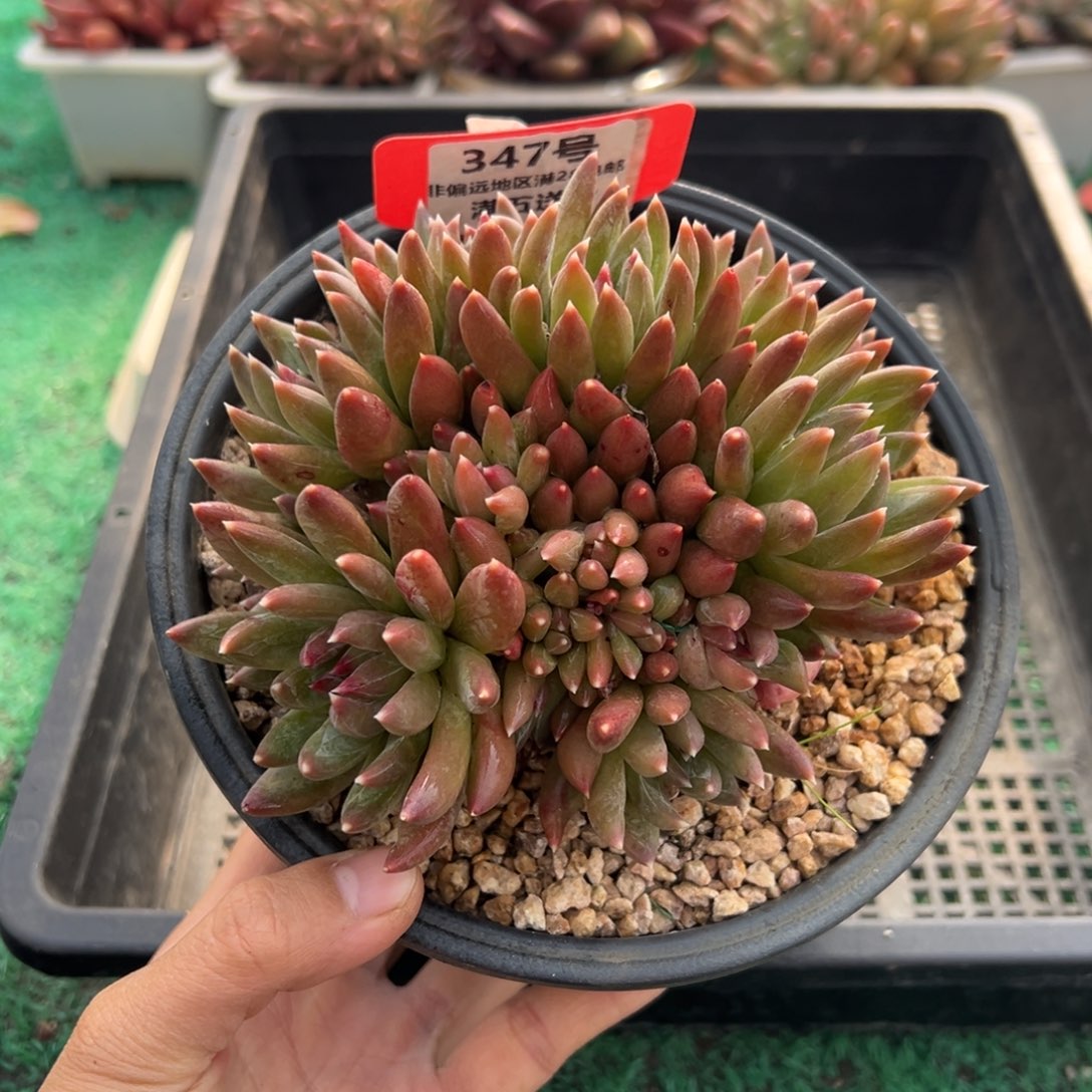 表妹精品多肉植物347.