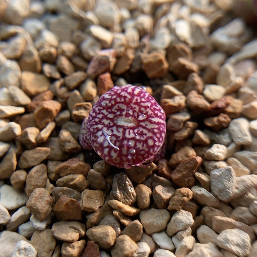 八重墨一颗三头两年株包邮