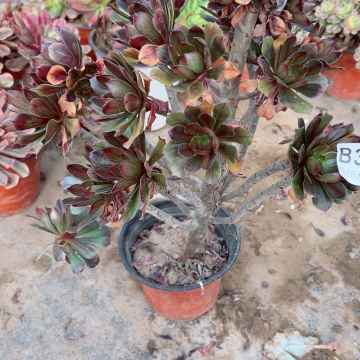 326灰豆多肉植物