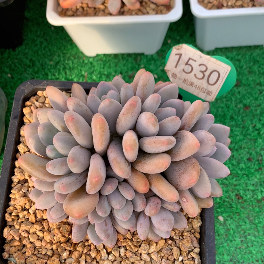 S***）三明治美人无砍平头1530