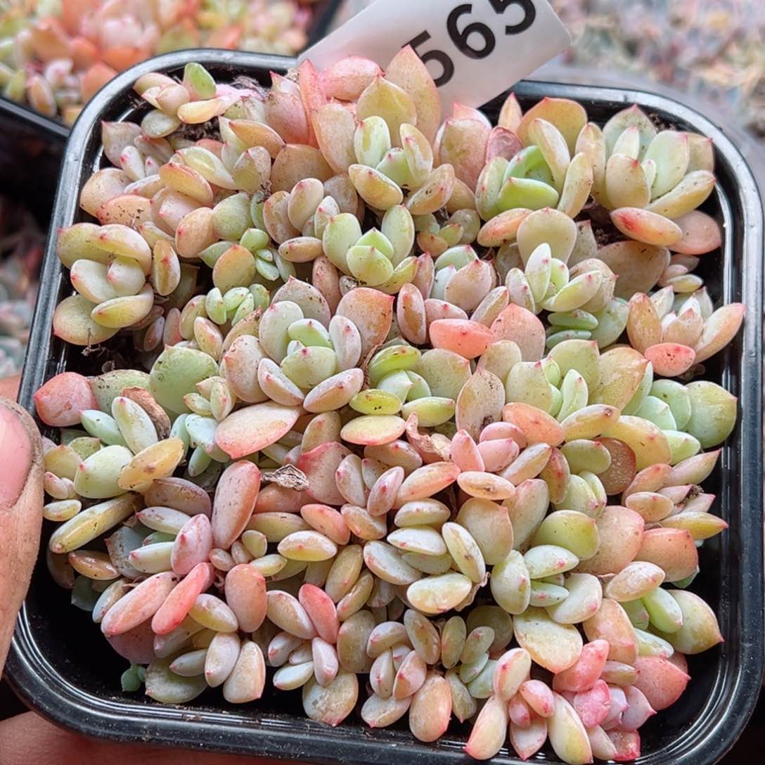 多肉植物多肉植物