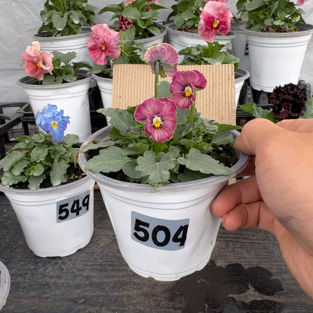 全部花朵504号心跳