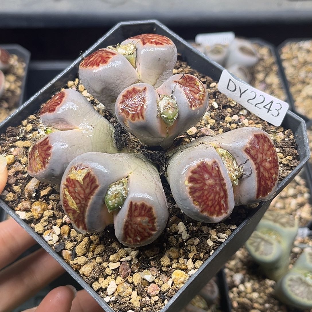 一物一拍菊母本2243