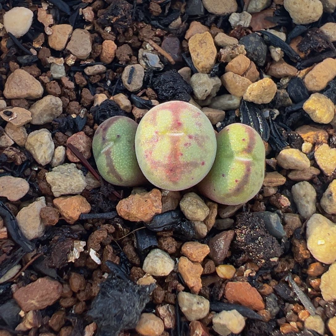 紫猴脸多肉盆栽栽培