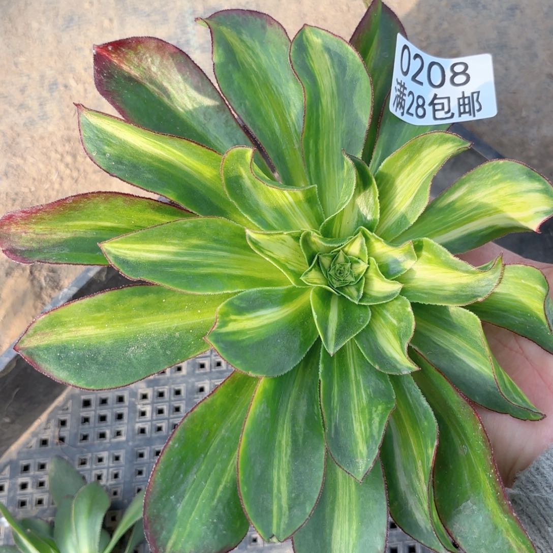 B 0208魅影斑点彩多肉砍头