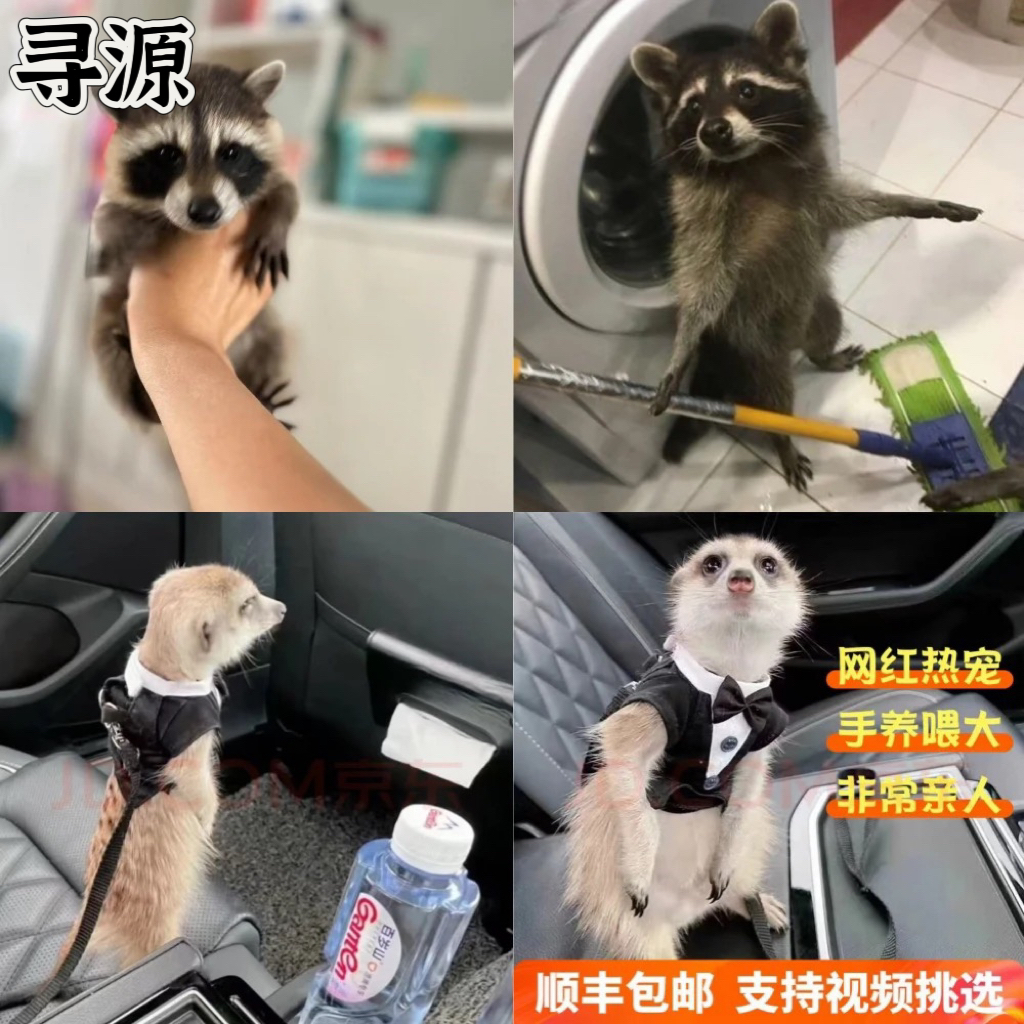 宠物貂狐朦北美浣熊活体链接宠物兔