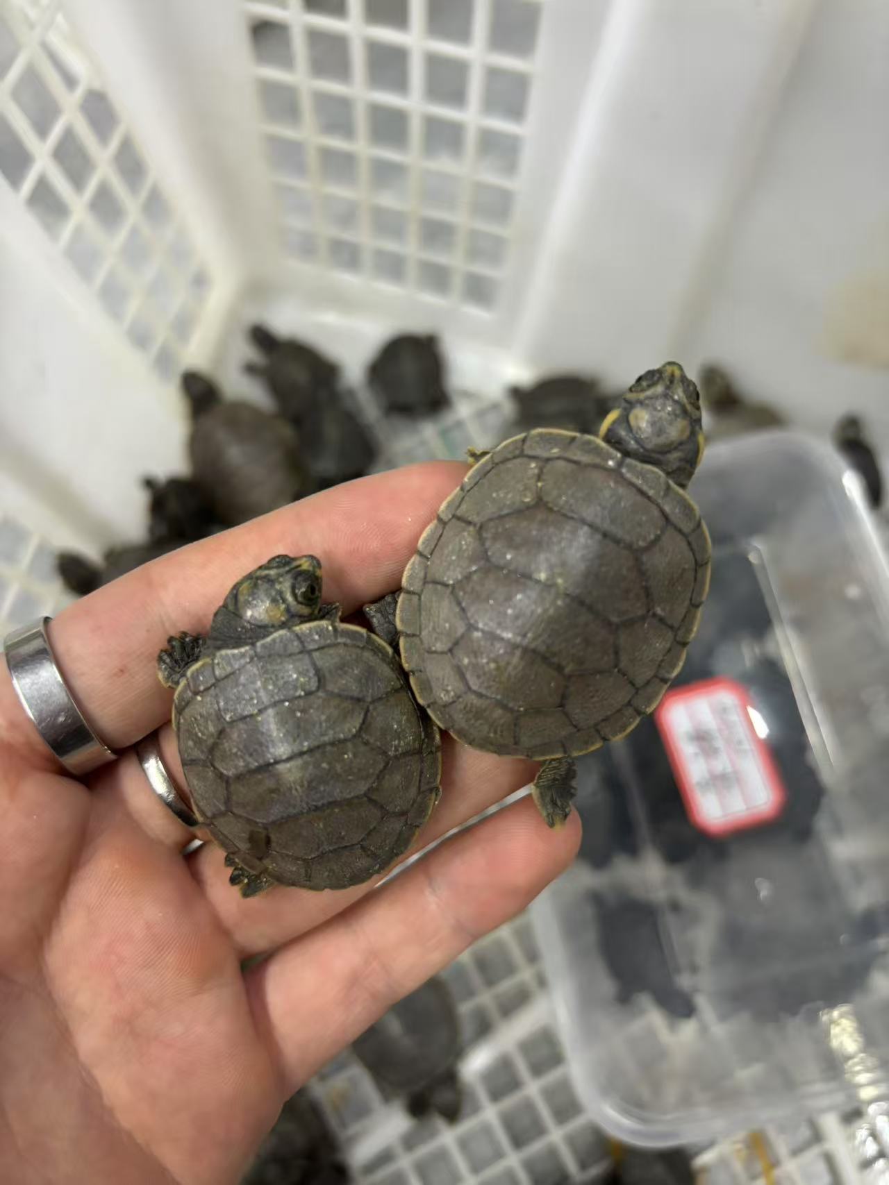 全品黄头侧颈小乌龟