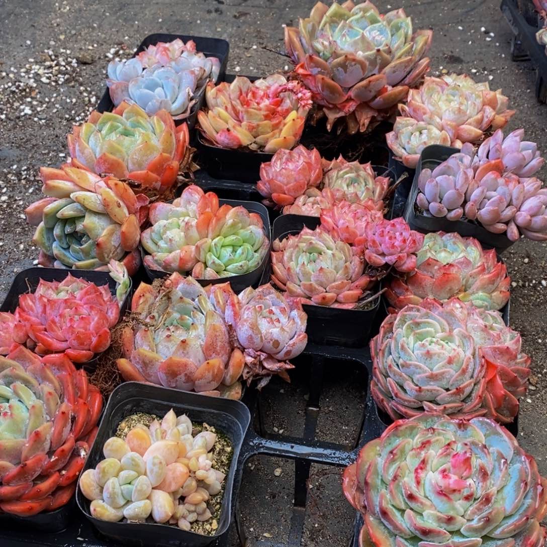403多肉植物保护研究所所长助理