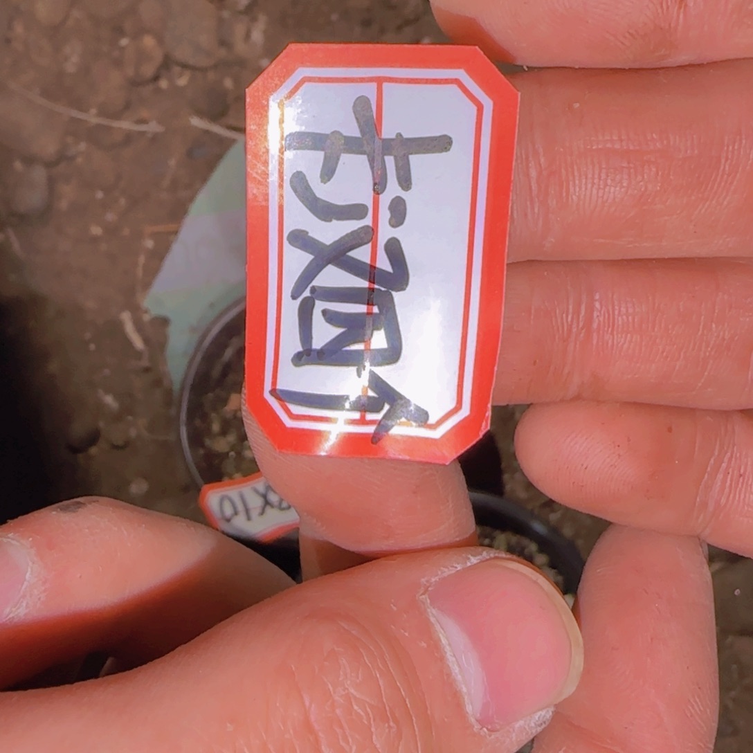 纯***发块根植物块根植物