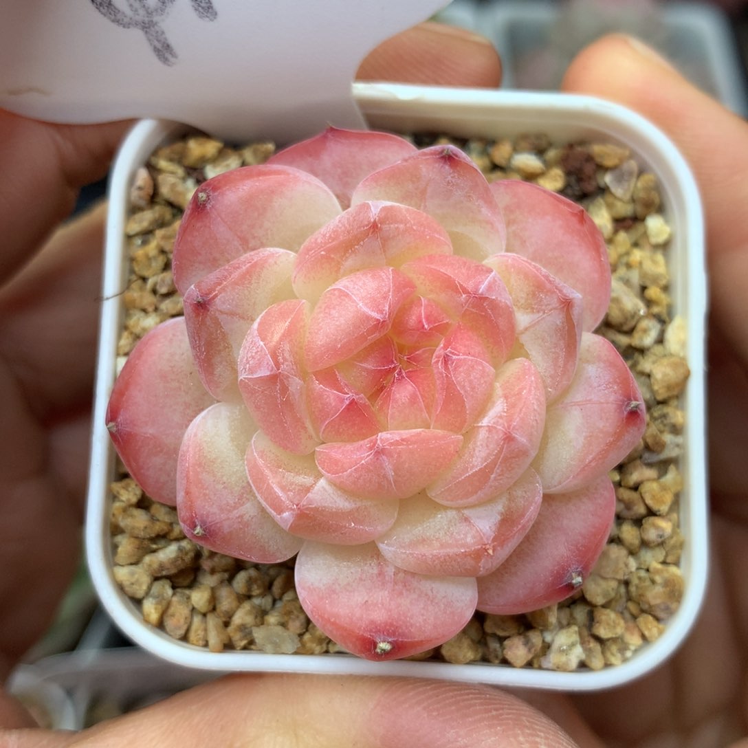 粉油透暗纹美心4125