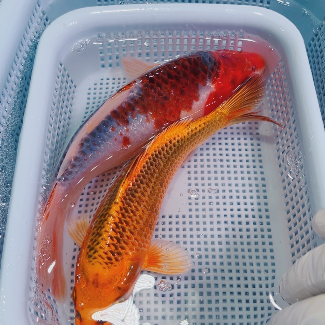 锦鲤锦鲤冷水鱼观赏140