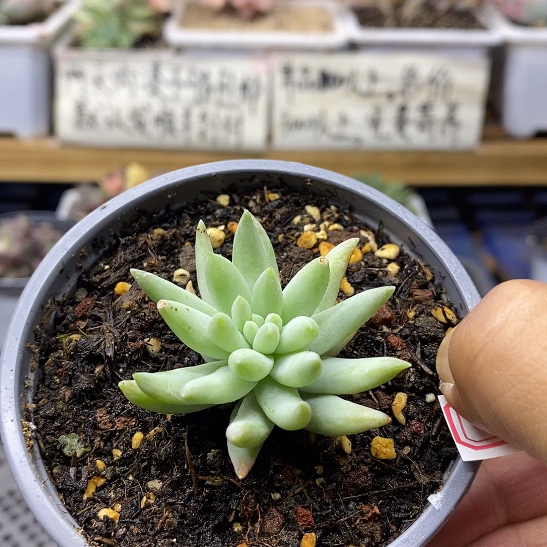 1904 千佛手锦多肉