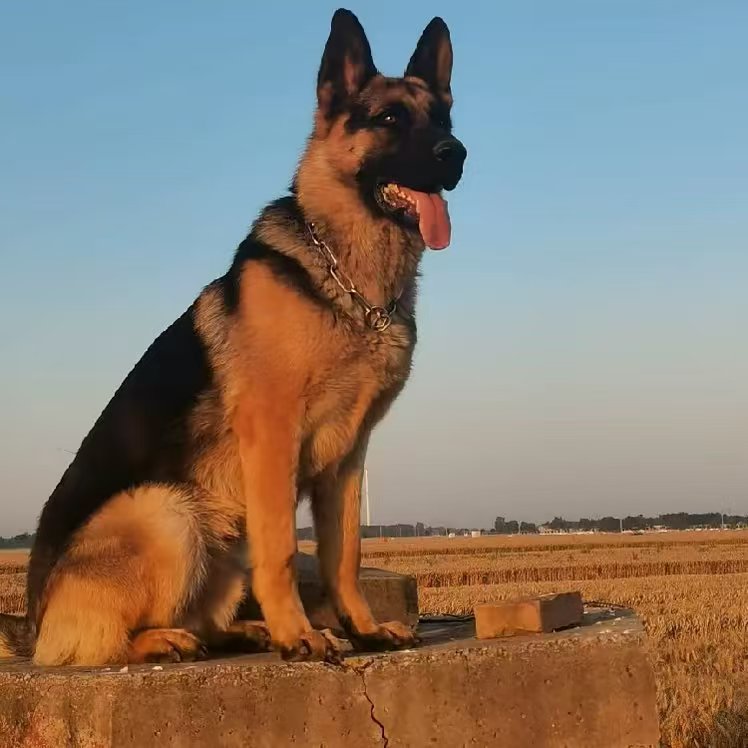 宠物活体狗狗链接