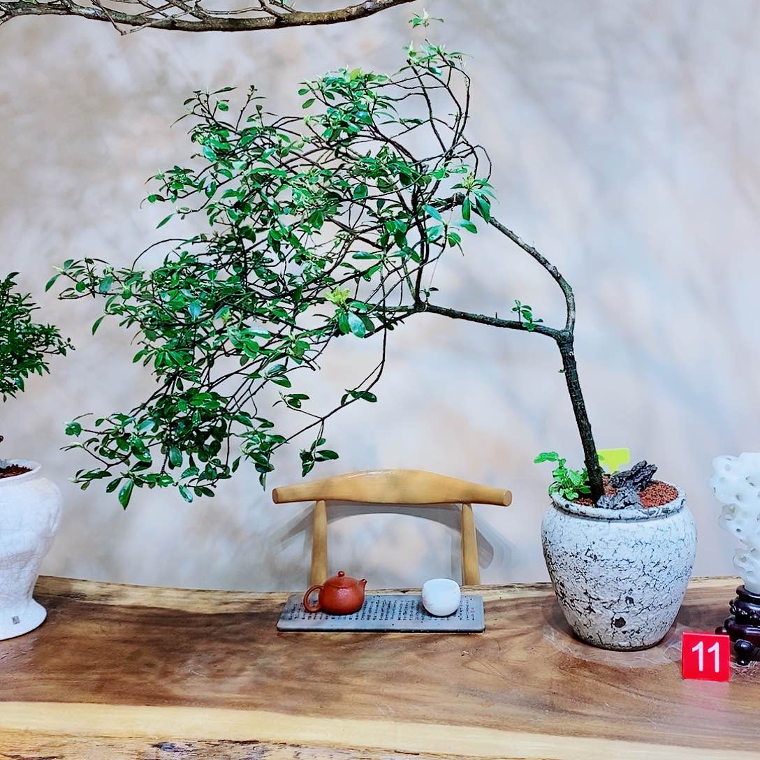 海岛春花一物一拍