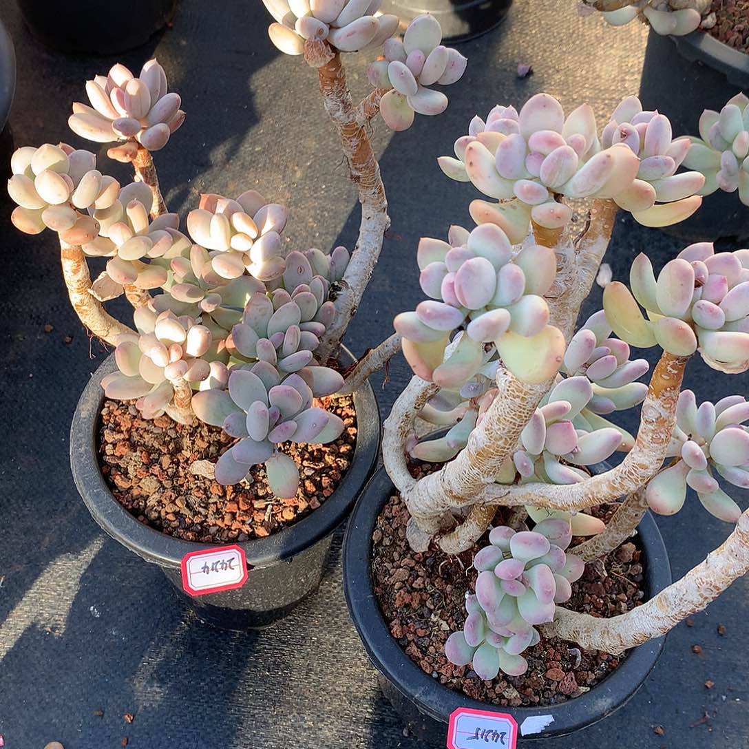 饮****?24214.24215三日月美人多肉