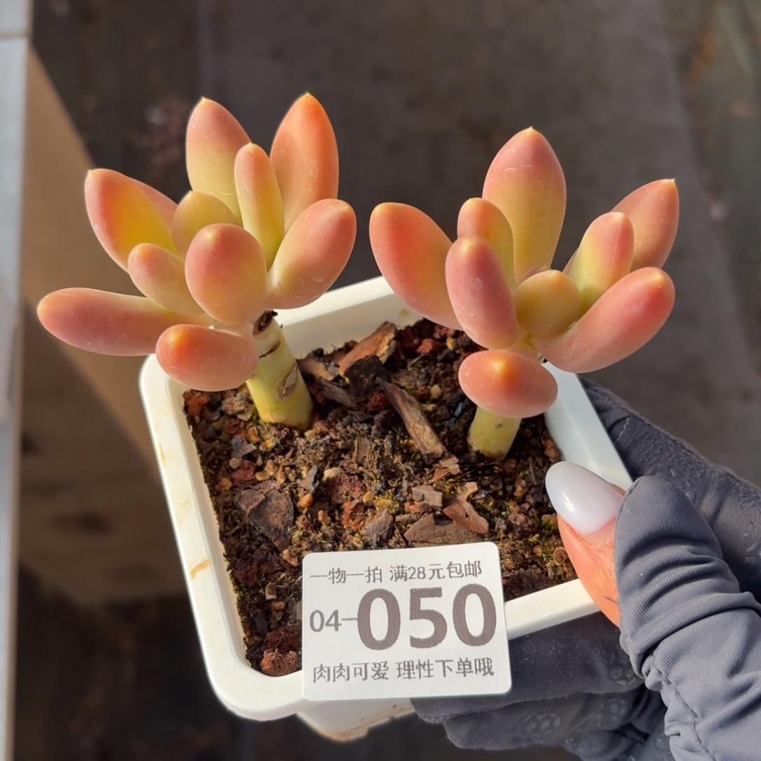 金蝉无盆土发货无