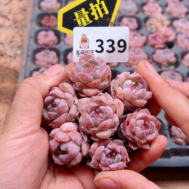 多肉植物多肉植物