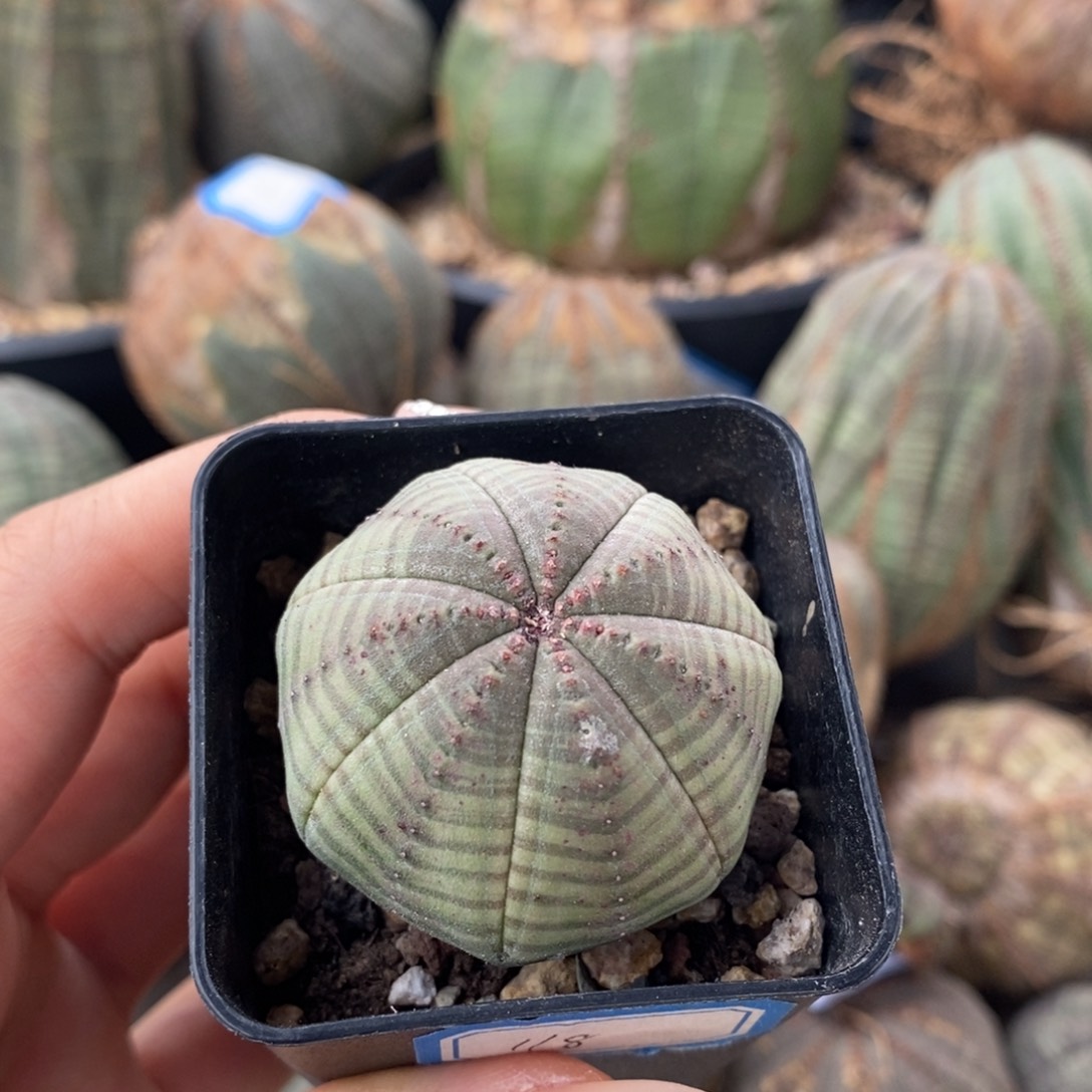 7欧系实生布纹球一物一拍