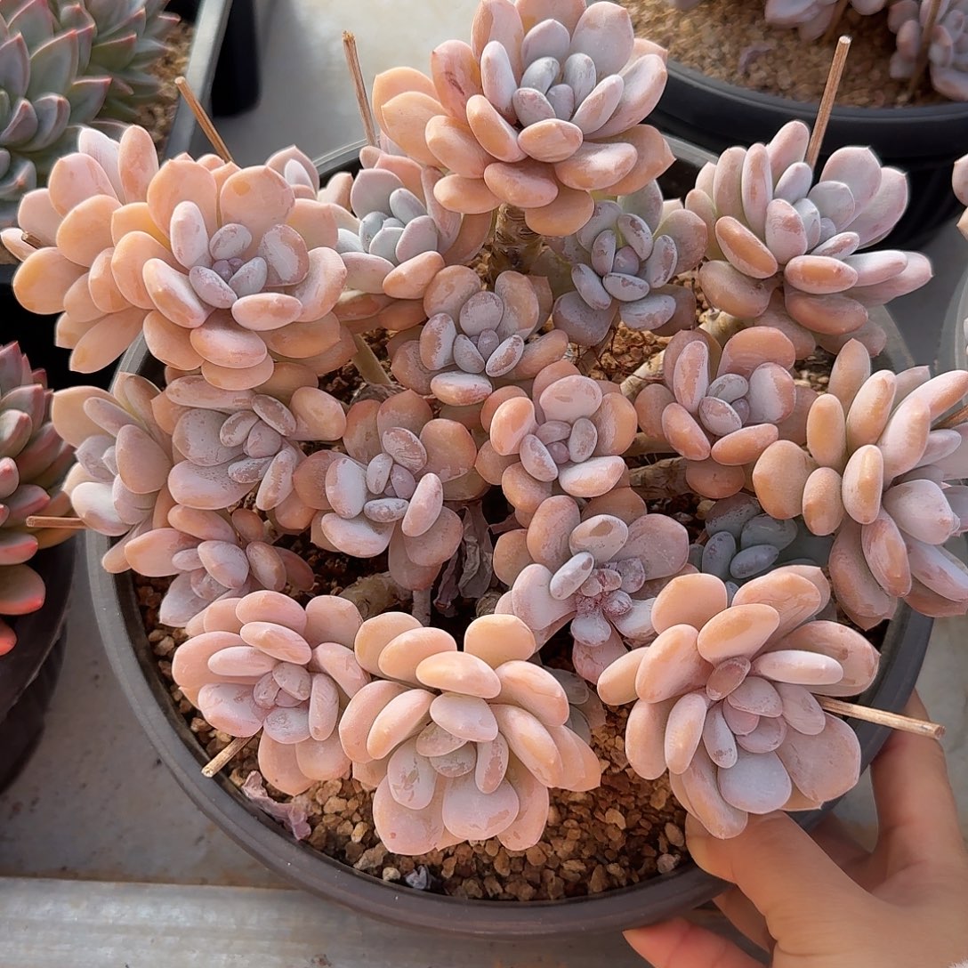 米雪整无砍老桩群生多肉