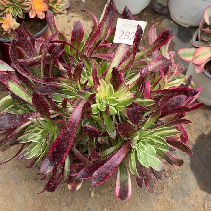 天河多肉法师2828