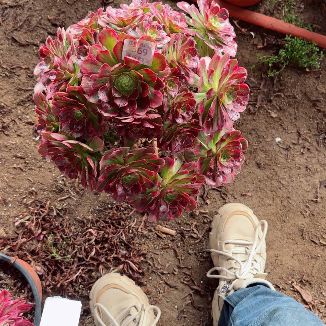 安纳法师多肉369