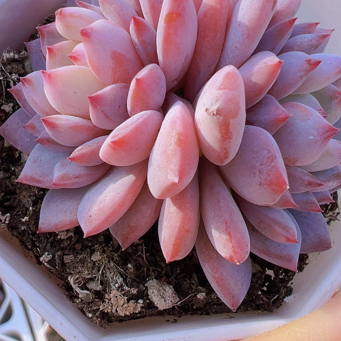 双头星星橙19包邮多肉