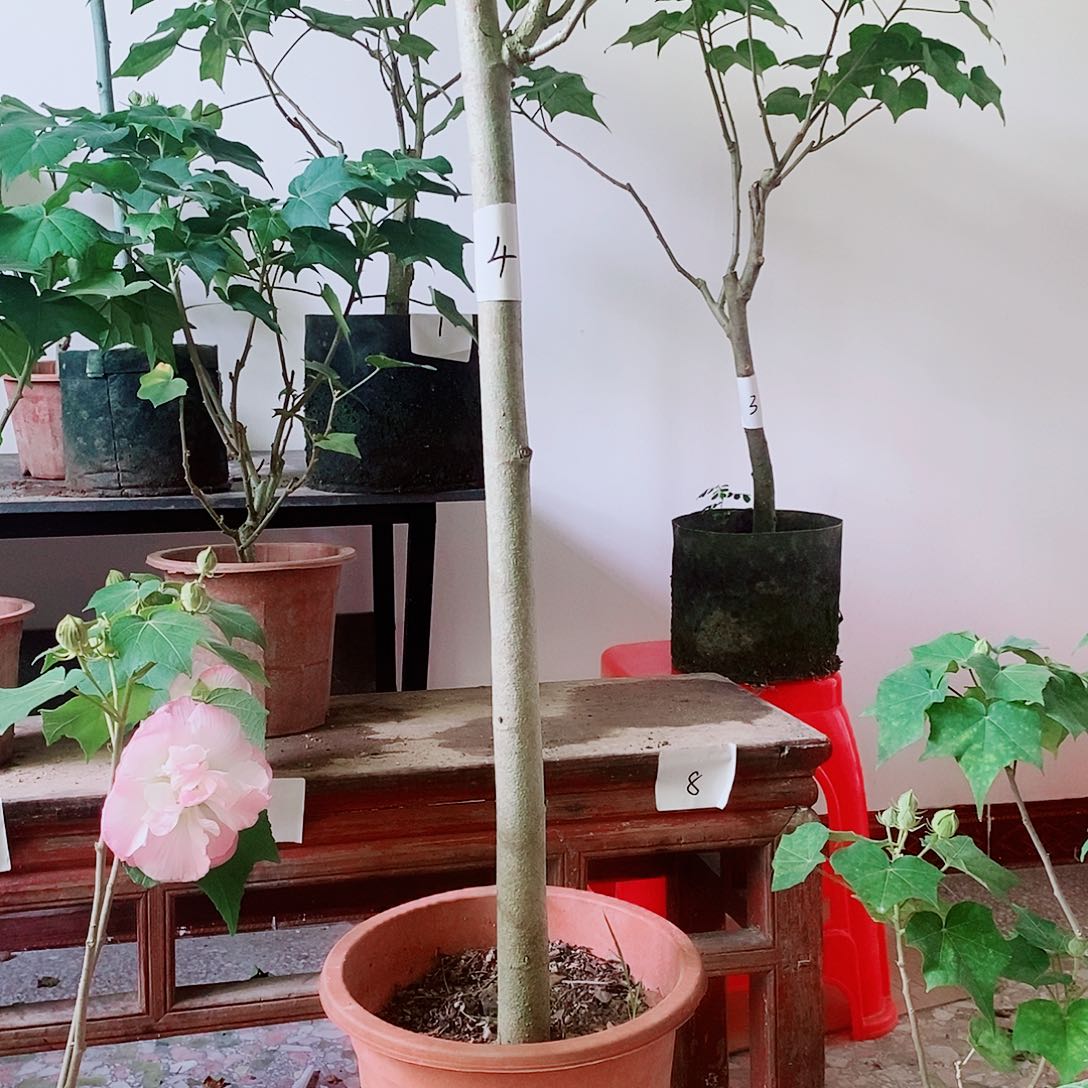 完全开放芙蓉花芙蓉花芙蓉花