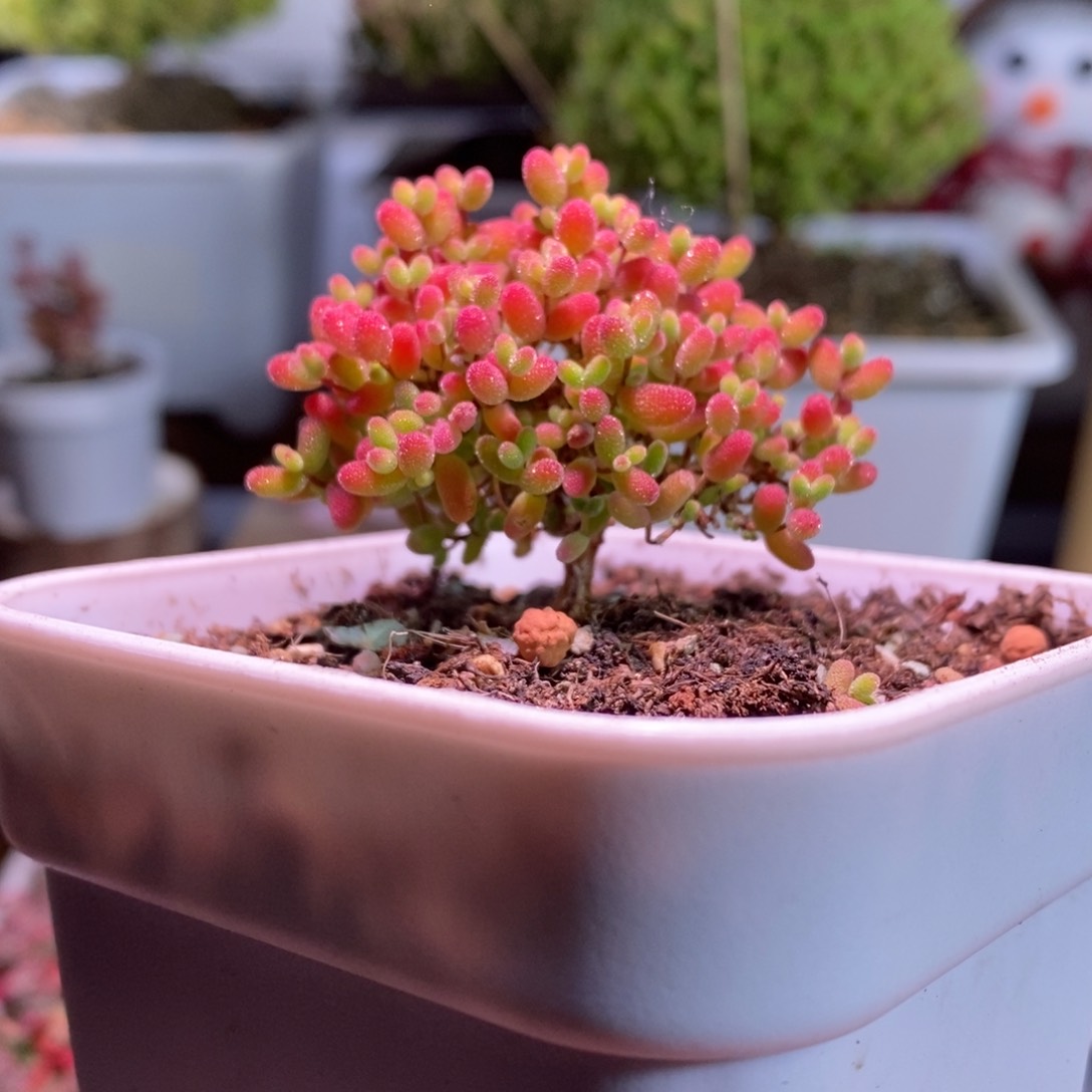 蜜橘带盆土发货一物一拍