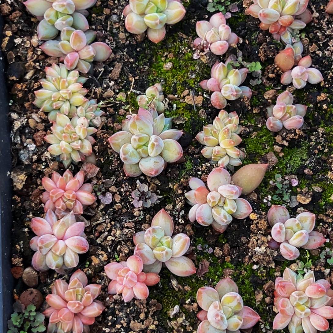 15颗美人系列多肉植物