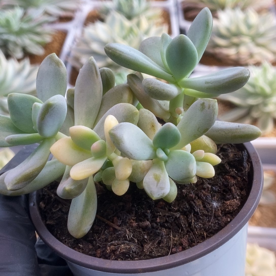 冷香锦锦锦锦锦锦