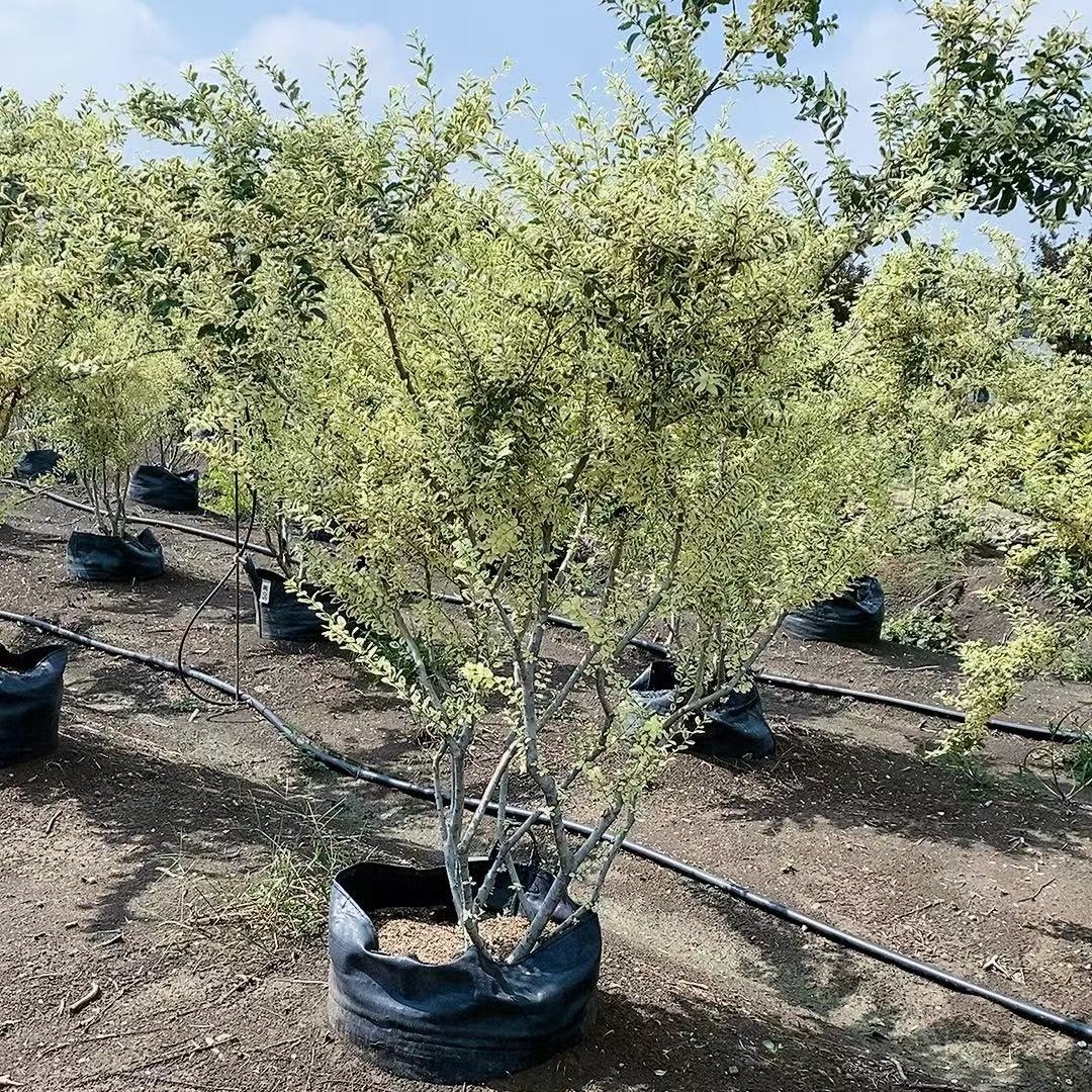 金姬花树庭院花卉绿植四季花卉