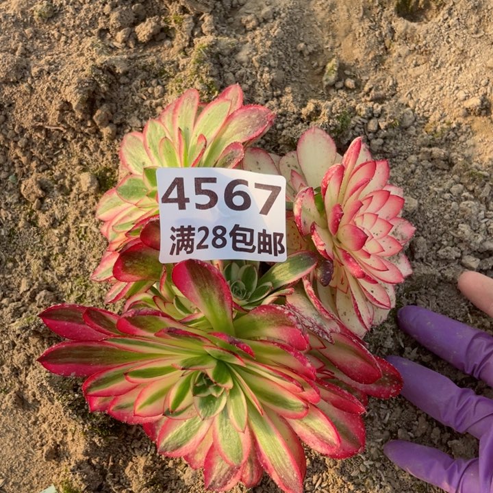 4567二号棚倾城多肉L