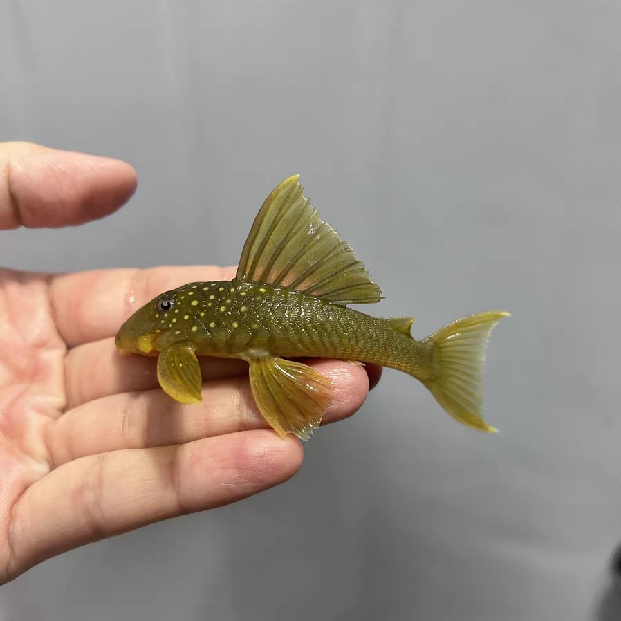 L200金钻异形鱼 尺寸6～8cm