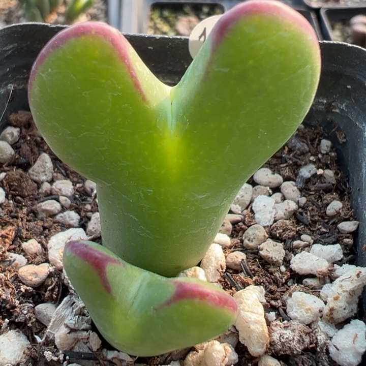 188号111 这颗多肉有点好看