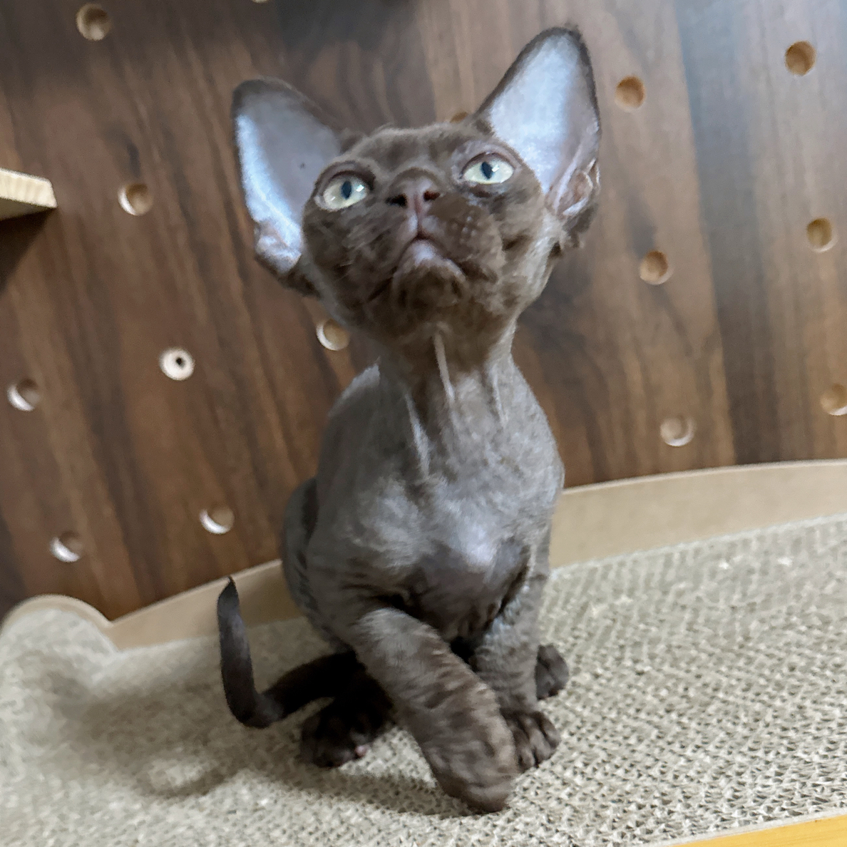 德文卷毛猫纯咖妹妹629