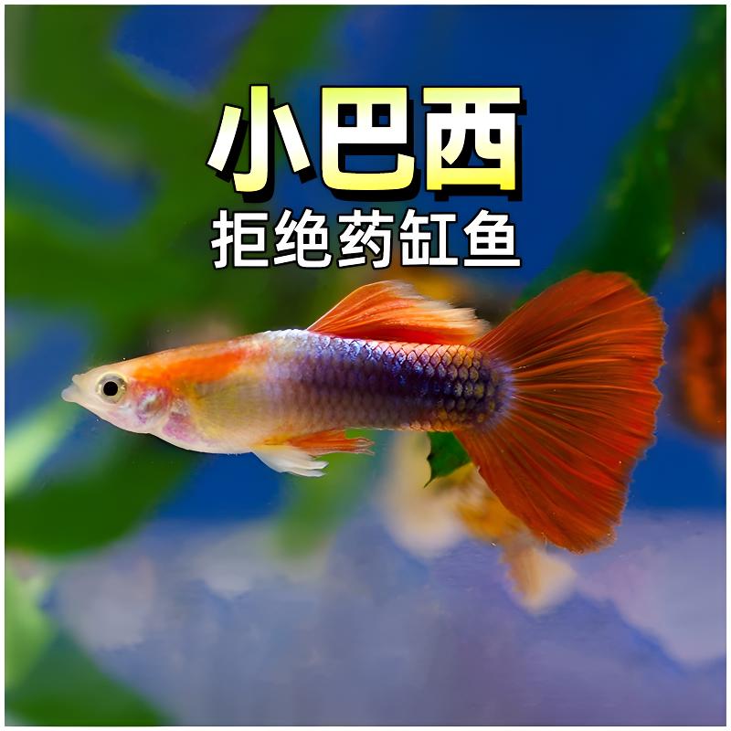 活鱼胎生小型凤尾鱼鱼好小鱼杂袍淡水鱼观赏鱼孔雀鱼热带养会生