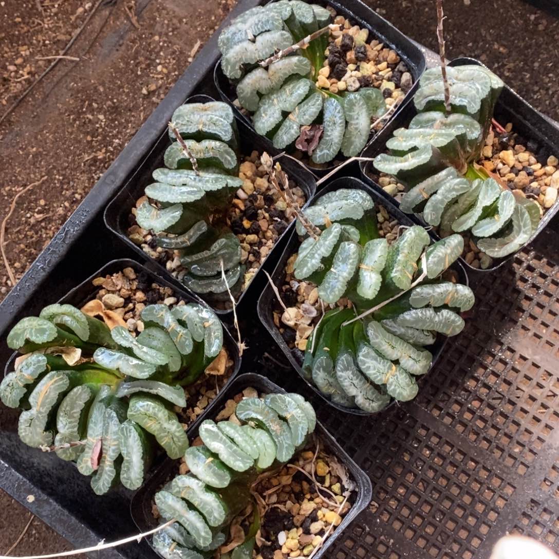 2825 一颗周正大玉扇 元旦整点福利