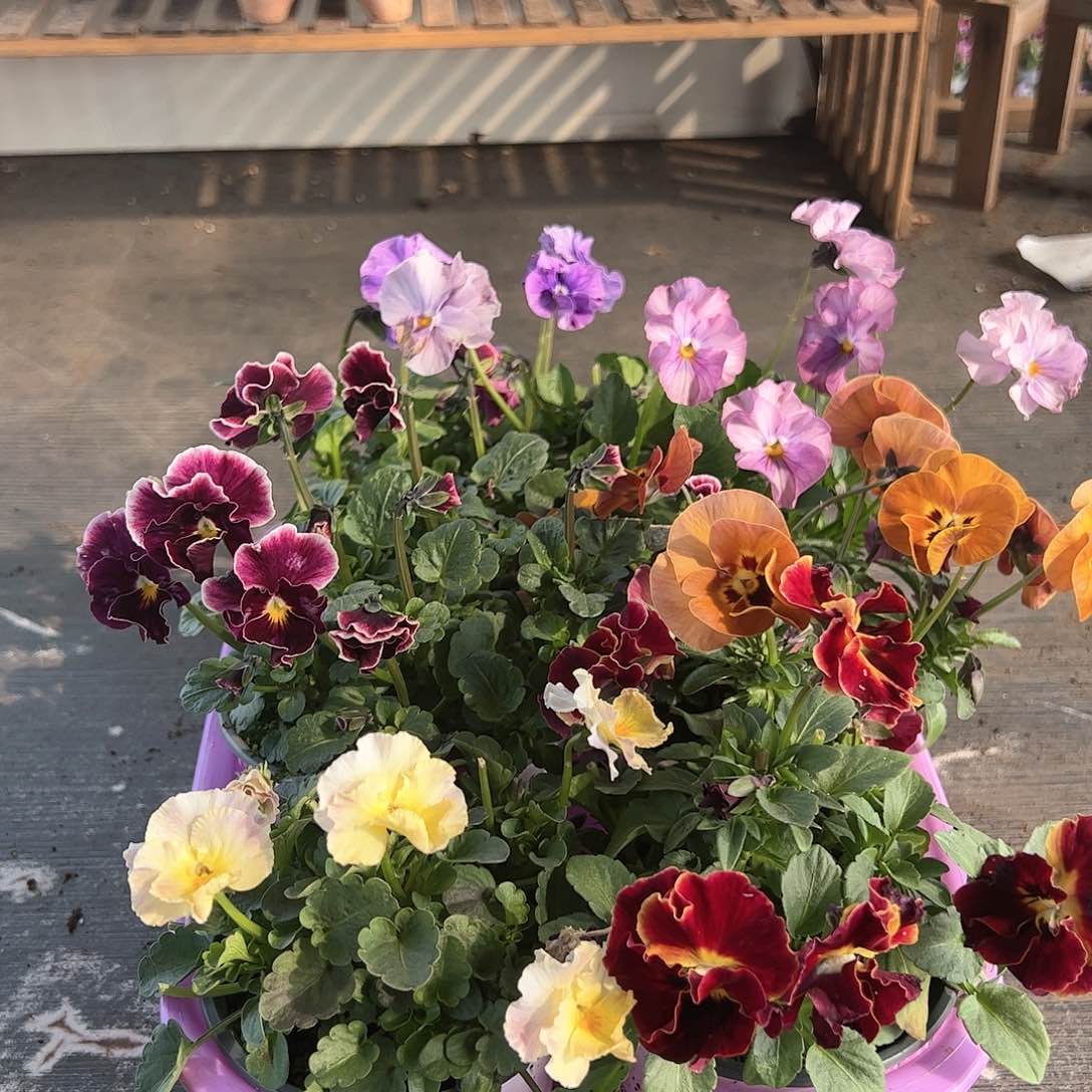 【闪购商品】192号