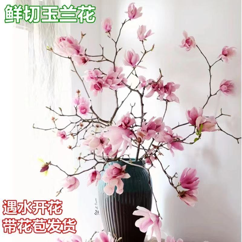 水培玉兰鲜枝带花苞室内耐寒好养开花植物