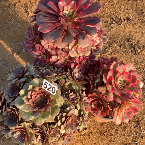 520三颗法师多肉植物