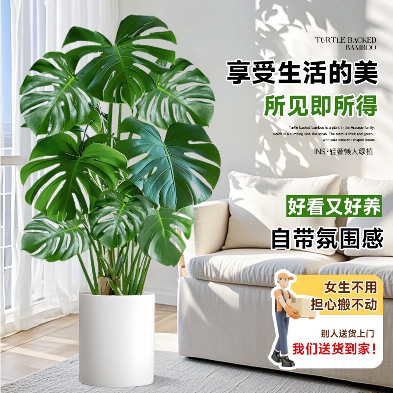 网红龟背竹客厅大盆栽办公室内大型绿植盆景开背大叶老桩懒人植物